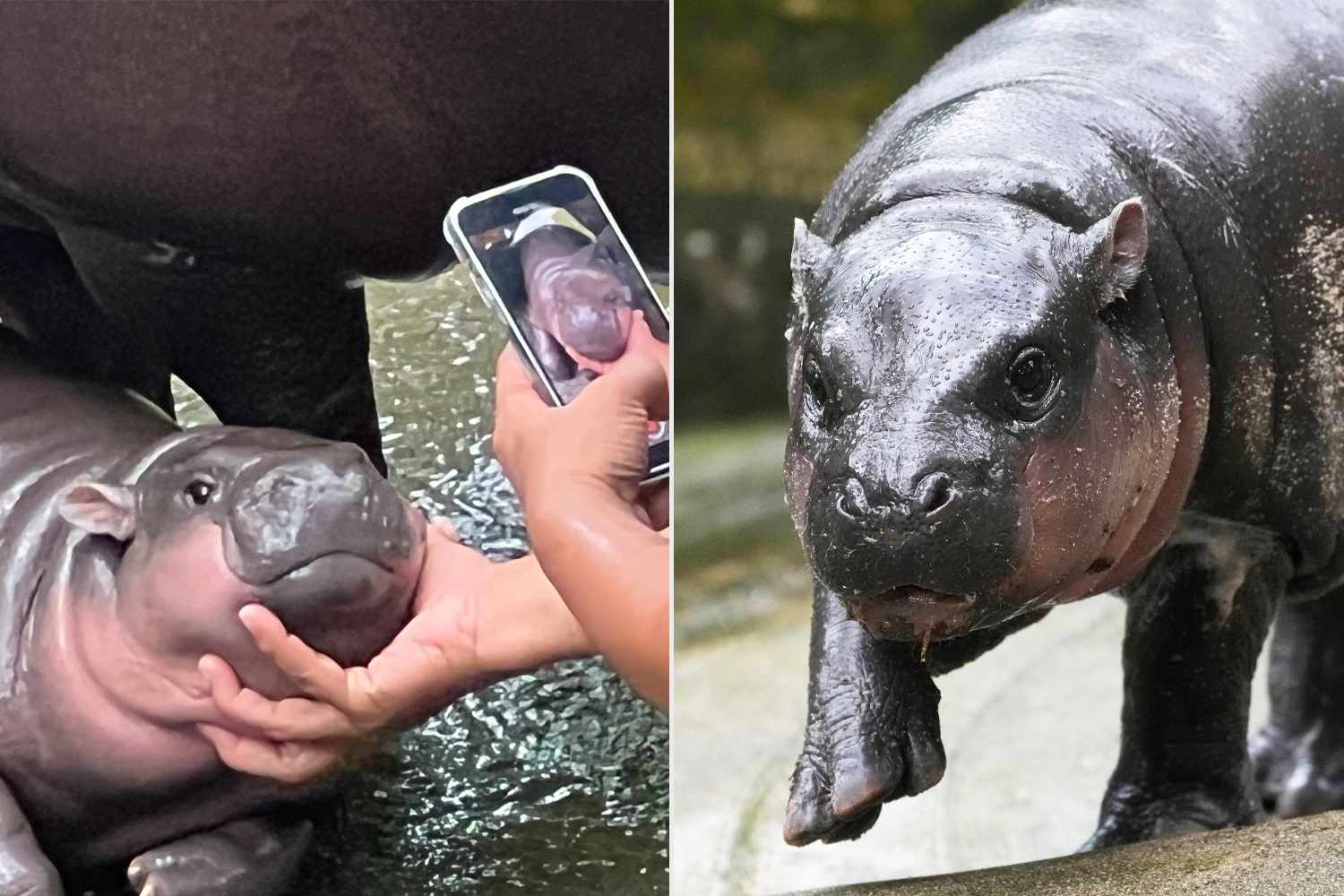 Moo Deng Hippo